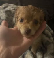 Yorkie Chihuahua Puppy for sale !