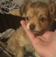Yorkie Chihuahua Puppy for sale !