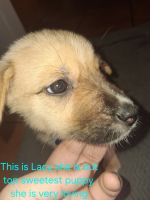 Mixed Puppies for sale in Tucson, AZ, USA. price: $90