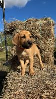 Mixed Puppies for sale in Donna, TX 78537, USA. price: $60