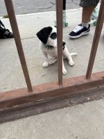 In need of loving forever home