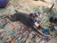 Female Mixed 3years old