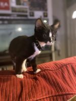 Mixed Cats for sale in Tallahassee, FL, USA. price: $250