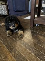 Bernese Mountain Mastiff