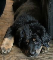 Bernese Mountain Mastiff