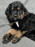 Bernese Mountain Mastiff