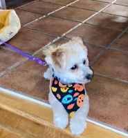 Bichon Frise /Yorkie mix needs home