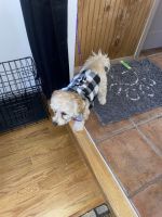 Bichon Frise /Yorkie mix needs home