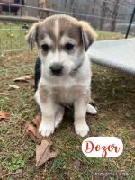 Mixed Puppies for sale in Hendersonville, NC, USA. price: $100