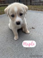 Mixed Puppies for sale in Hendersonville, NC, USA. price: $100