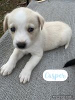 Mixed Puppies for sale in Hendersonville, NC, USA. price: $100