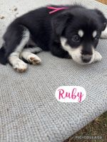 Mixed Puppies for sale in Hendersonville, NC, USA. price: $75