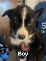 Mixed Puppies for sale in St. Petersburg, FL, USA. price: $100