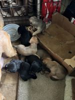 Free puppies