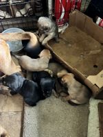 Free puppies