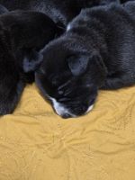 Mixed Puppies for sale in Covington, GA 30014, USA. price: $250