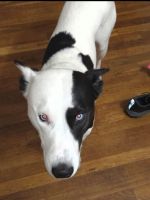 Mixed Puppies for sale in Newton, MA, USA. price: $250