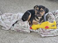 Mixed Puppies for sale in Billings, MT, USA. price: $300