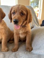 Mixed Puppies for sale in Waterford, ME 04088, USA. price: $1,200