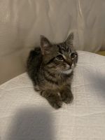 Looking for a new family.