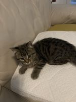 Looking for a new family.