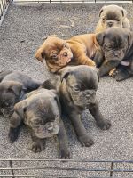 Mixed Puppies for sale in Los Angeles, CA, USA. price: $600