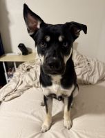 Mixed Puppies for sale in Rowland Heights, CA, USA. price: $100