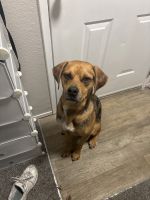 Mixed Puppies for sale in Lynnwood, WA, USA. price: NA