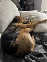 Maui is looking for a home