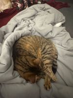 Mixed Cats for sale in Vienna, Austria. price: NA