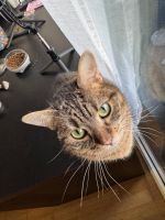 A sweet cat is looking for a new home