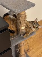 A sweet cat is looking for a new home