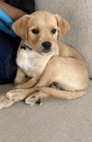 Mixed Puppies for sale in Rochester, NY, USA. price: $300