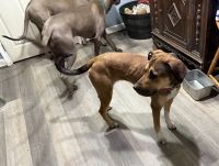 Mixed Puppies for sale in Manassas, VA, USA. price: $50