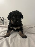 Mixed Puppies for sale in Cullman, AL, USA. price: $300