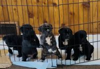 Mixed Puppies for sale in Grand Rapids, MN 55744, USA. price: $200