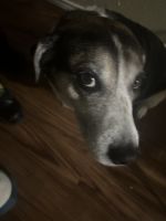 Mixed Puppies for sale in San Antonio, TX, USA. price: $50