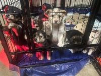 Mixed Puppies for sale in Sacramento, CA, USA. price: $100