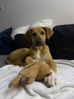 Mixed Puppies for sale in Mihai Viteazu, Romania. price: NA