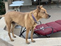 Mixed Puppies for sale in 8748 W Sierra Pinta Dr, Peoria, AZ 85382, USA. price: $1