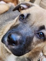 Mixed Puppies for sale in Lydiana, Pretoria, 0184, South Africa. price: 500 ZAR