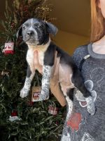 Beautiful Puppies Free