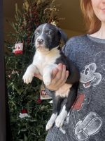 Beautiful Puppies Free