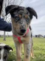 Mixed Puppies for sale in Waco, TX, USA. price: $300