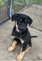 Mixed Puppies for sale in Waco, TX, USA. price: $300