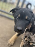 Mixed Puppies for sale in Waco, TX, USA. price: $300