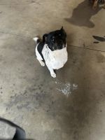 Mixed Puppies for sale in Palmdale, CA, USA. price: NA