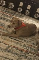 Mixed Puppies for sale in Sebring, FL, USA. price: NA