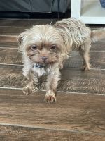 Mixed Puppies for sale in Belton, TX, USA. price: NA