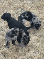 Coltreivers- Merle Border Collie and Golden Retriever